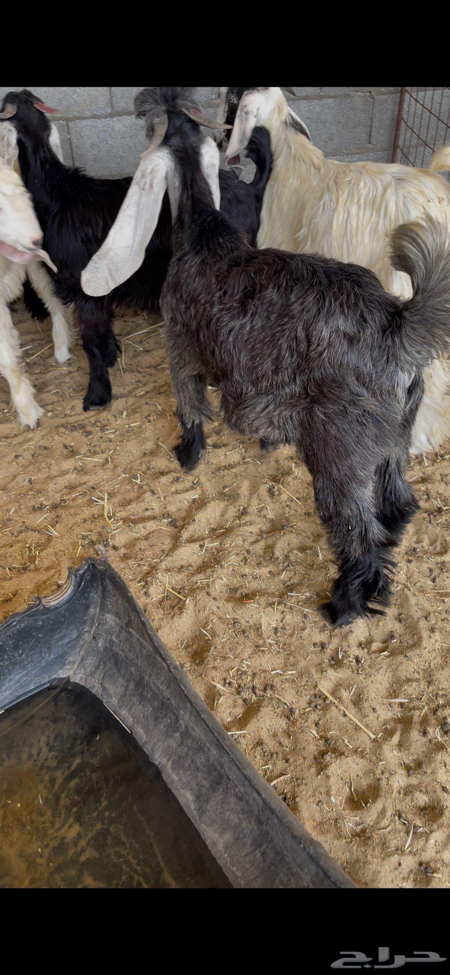 تيوس طيبه64484280721411111