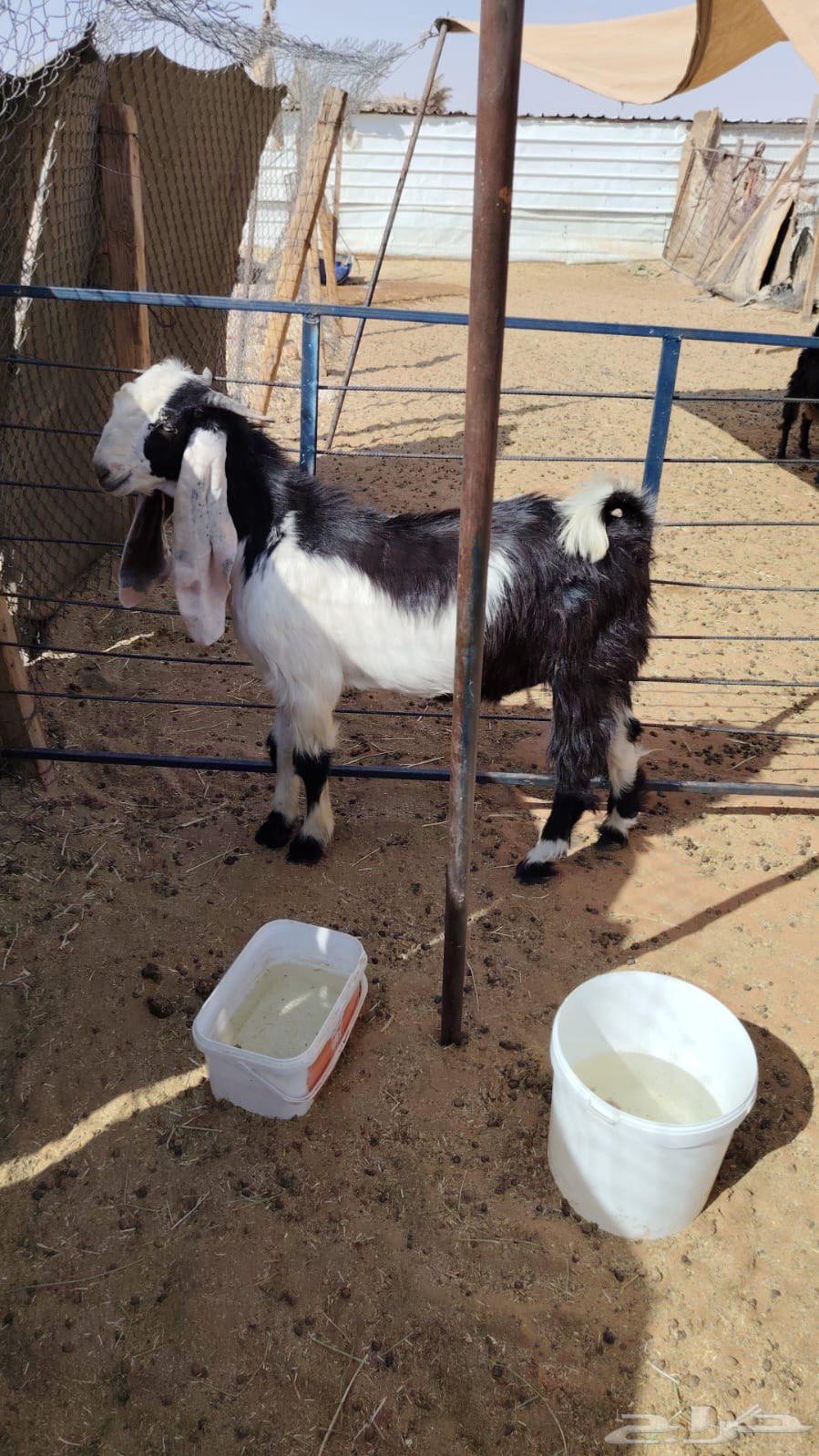 تيس عارضي مشروع فحل للبيع64481859090177112