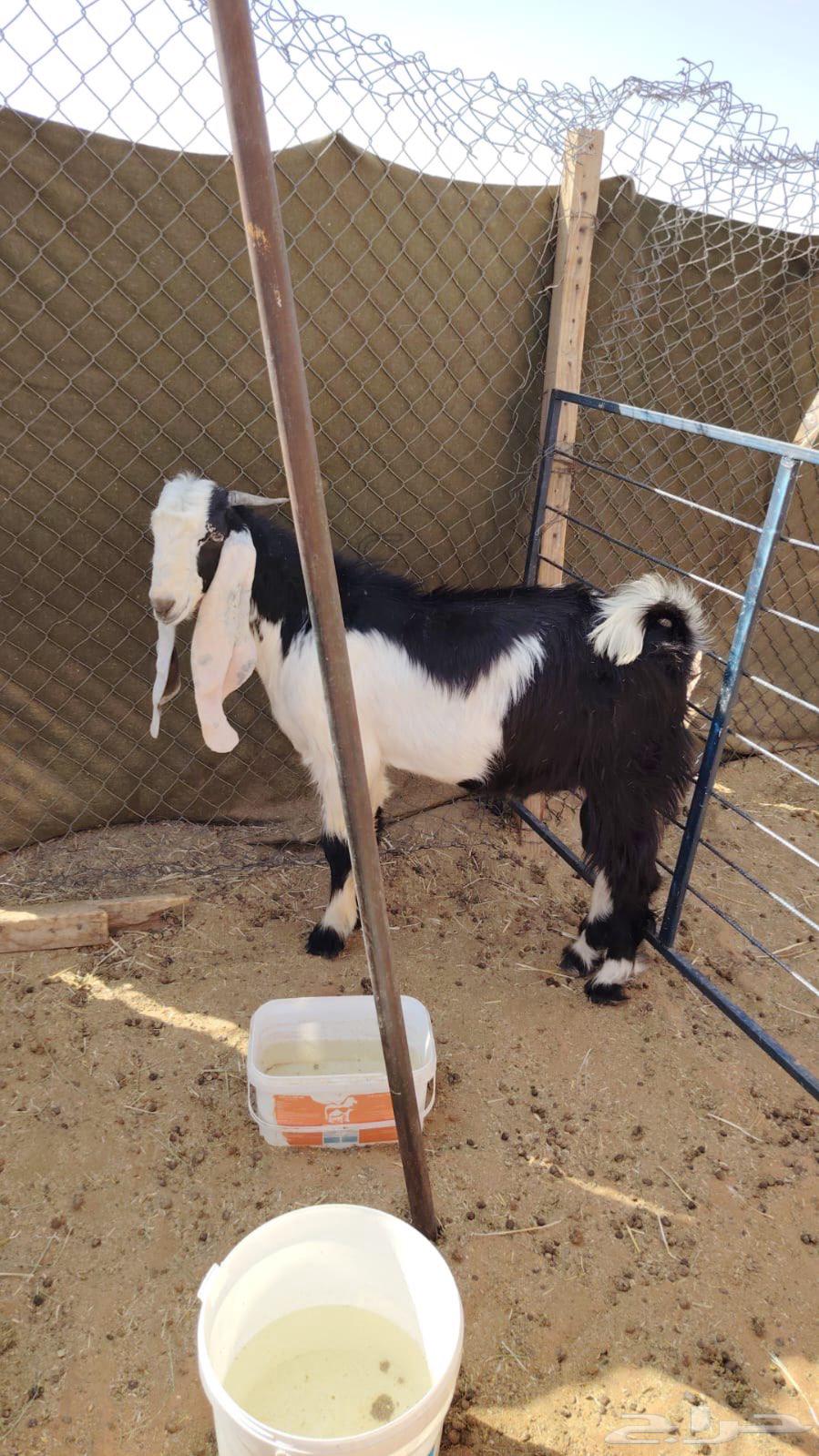 تيس عارضي مشروع فحل للبيع64481859090177113