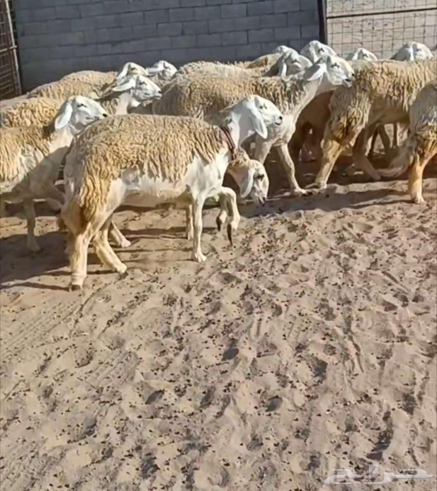 ( تم البيع) 21 رخال صنف مع فحلها دفيع في أملج64485406019073110