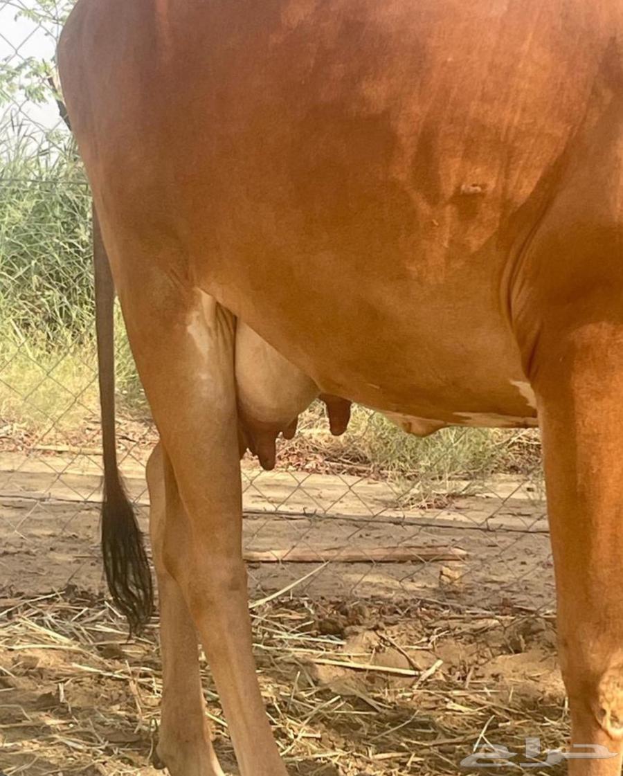 سمن بقري شرط طبيعي64478430217346113