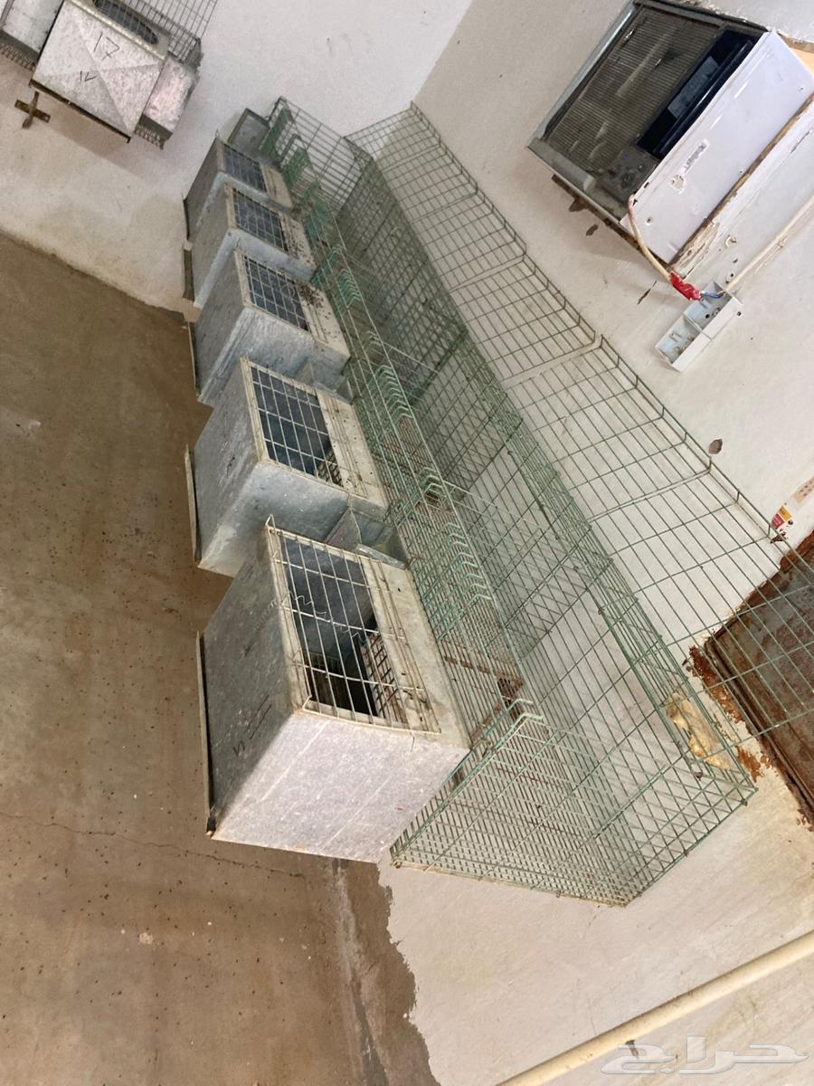 بطاريات أرانب بحالتها64479838065409114