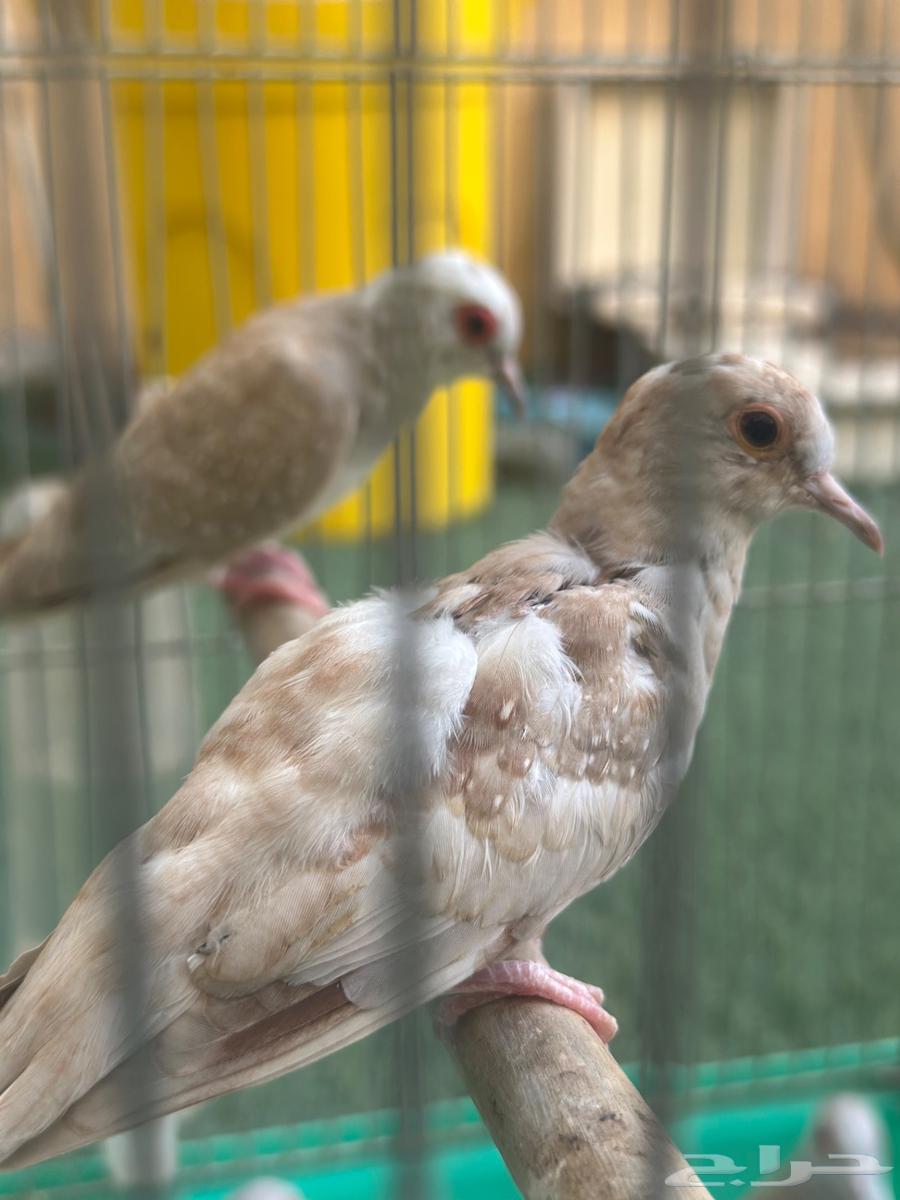 يمام ماسي مسبق اورنج64480523977089110