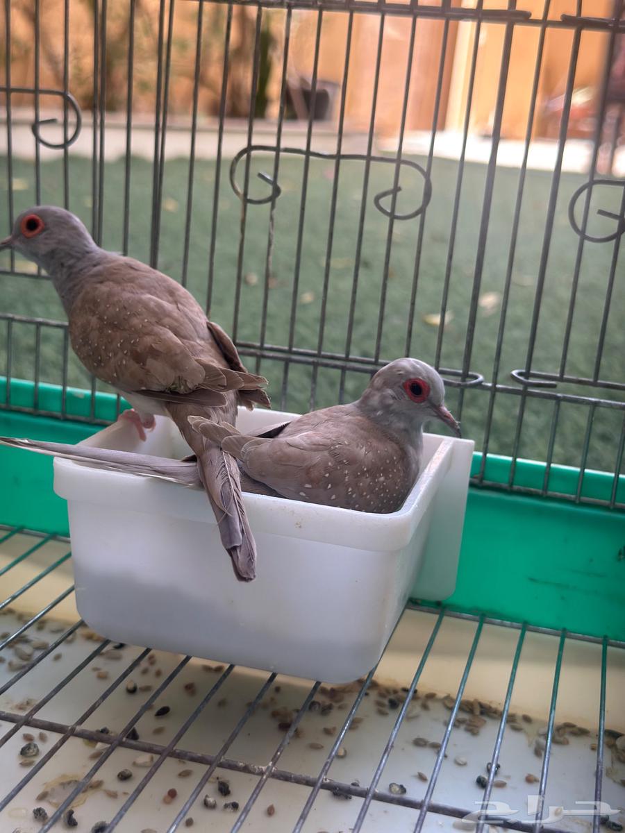 يمام ماسي مسبق اورنج64480523977089112