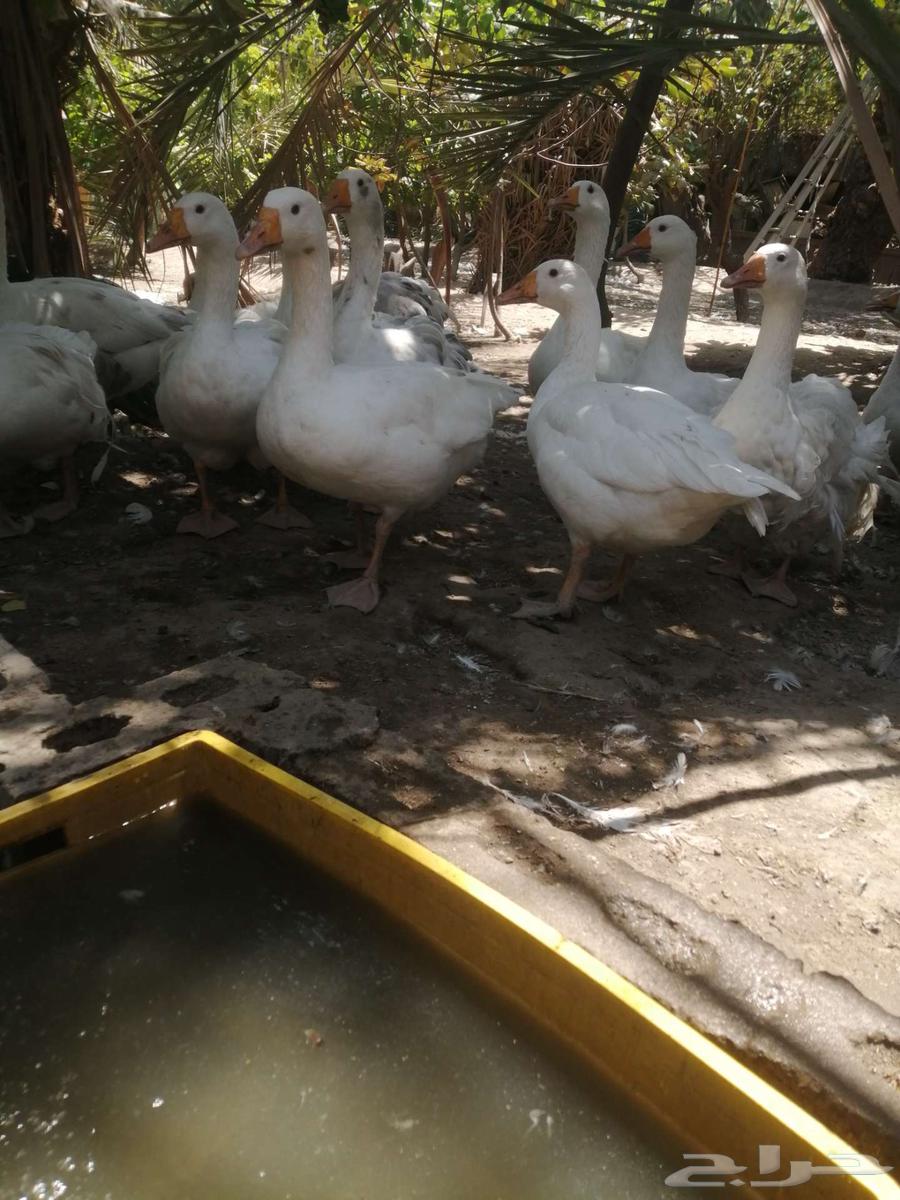 وز هجين مفتل سيباستبول64480922212099111