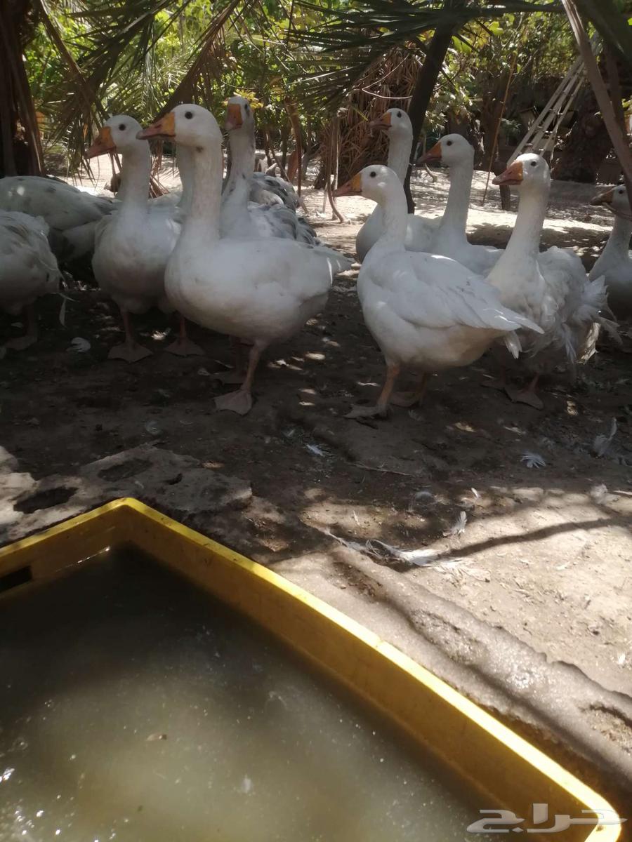 وز هجين مفتل سيباستبول64480922212099114