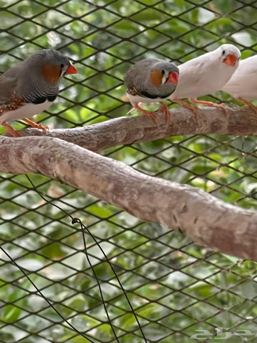 طيور زيبرا جميلة للبيع64481168993283110