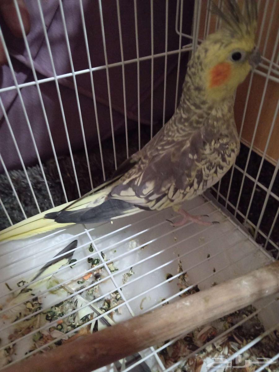 أنثى كروان للبيع او البدل64481264308610110