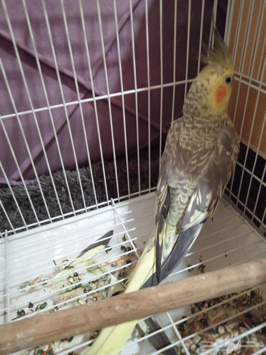 أنثى كروان للبيع او البدل64481264308610111