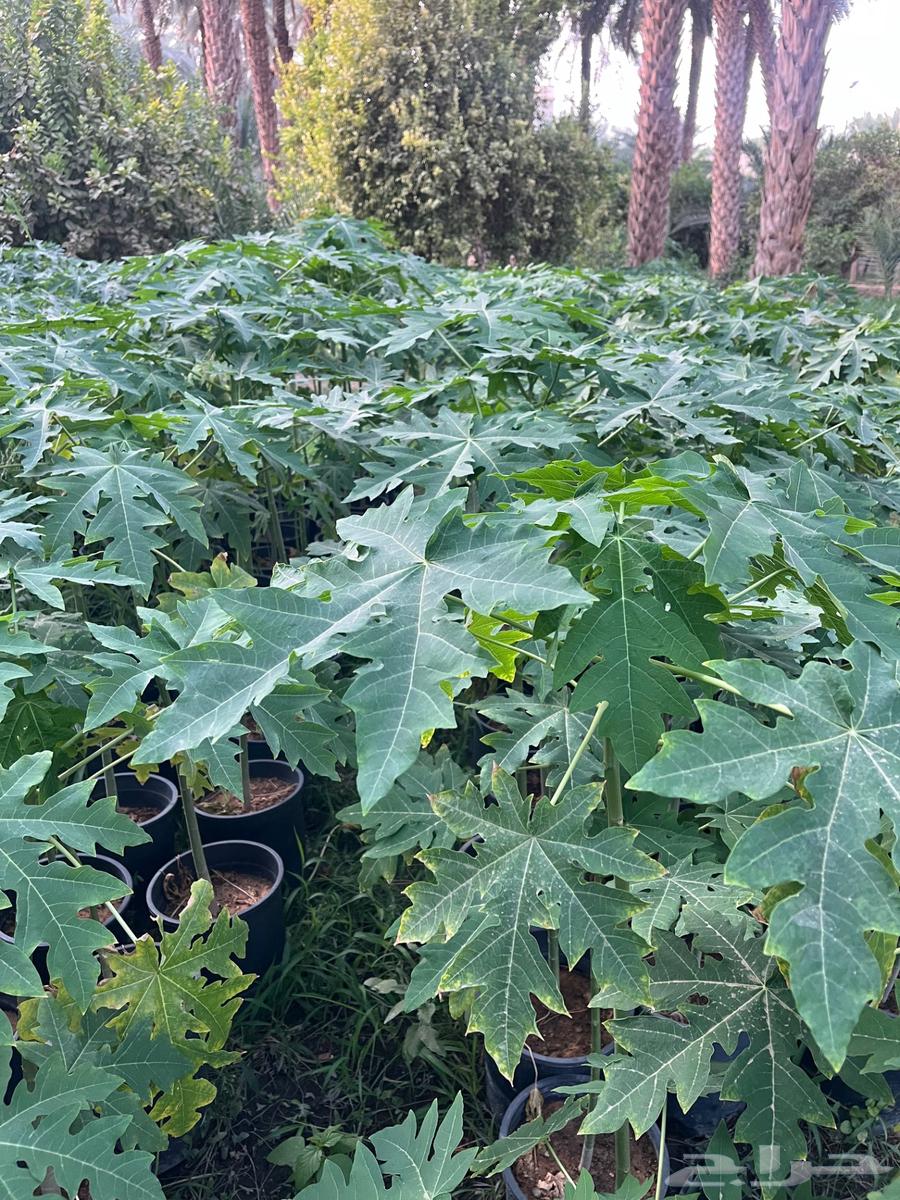 Papaya Thai in Lady No. 100064442076269954111