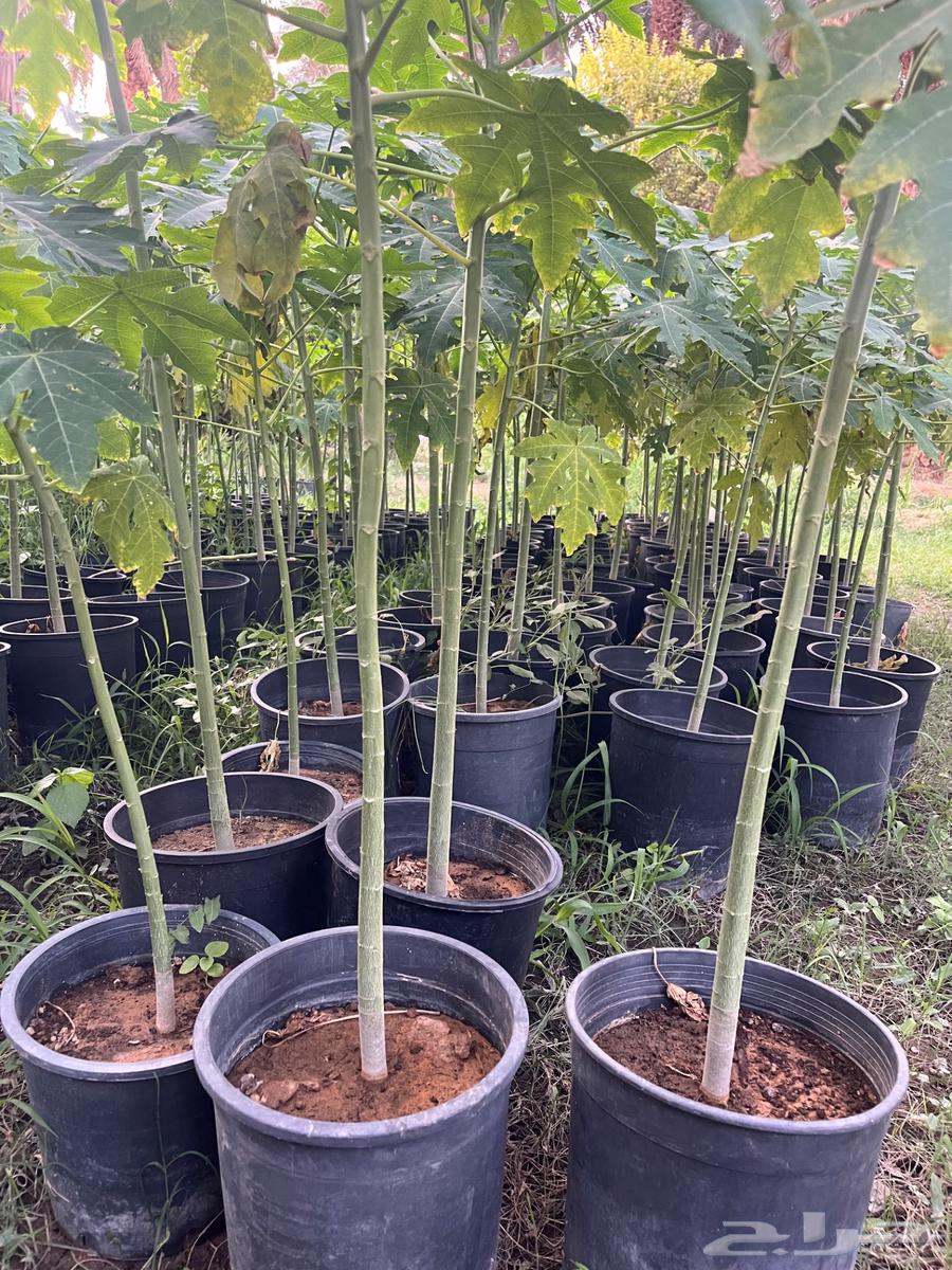 Papaya Thai in Lady No. 100064442076269954110