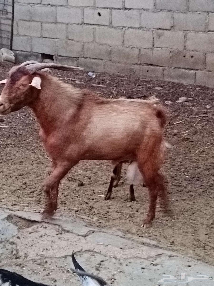 تيس جنوبي فحل فاخر64481477574529113