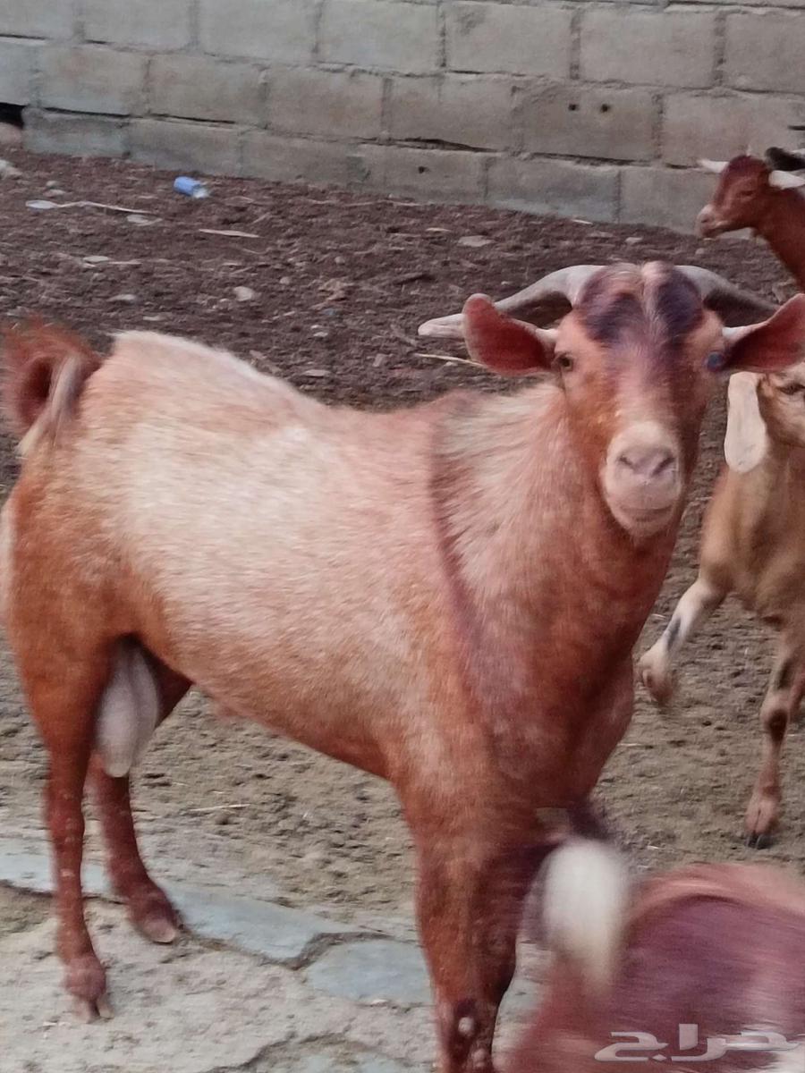 تيس جنوبي فحل فاخر64481477574529110