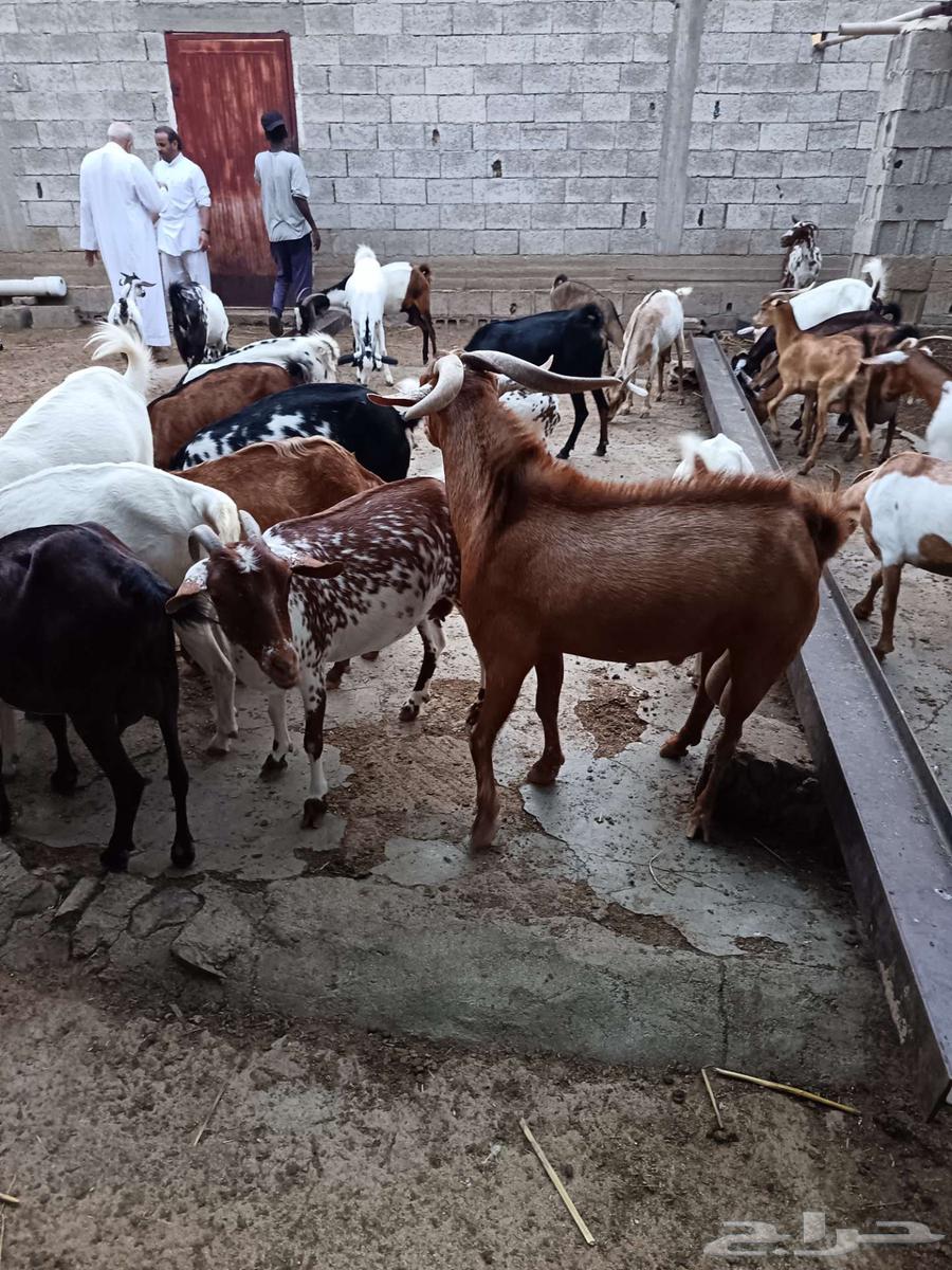 تيس جنوبي فحل فاخر64481477574529114