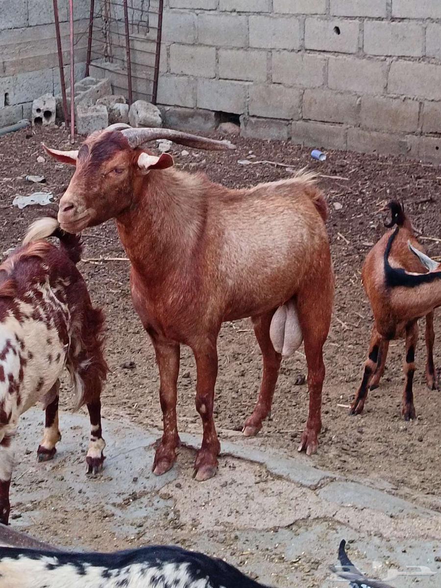 تيس جنوبي فحل فاخر64481477574529112