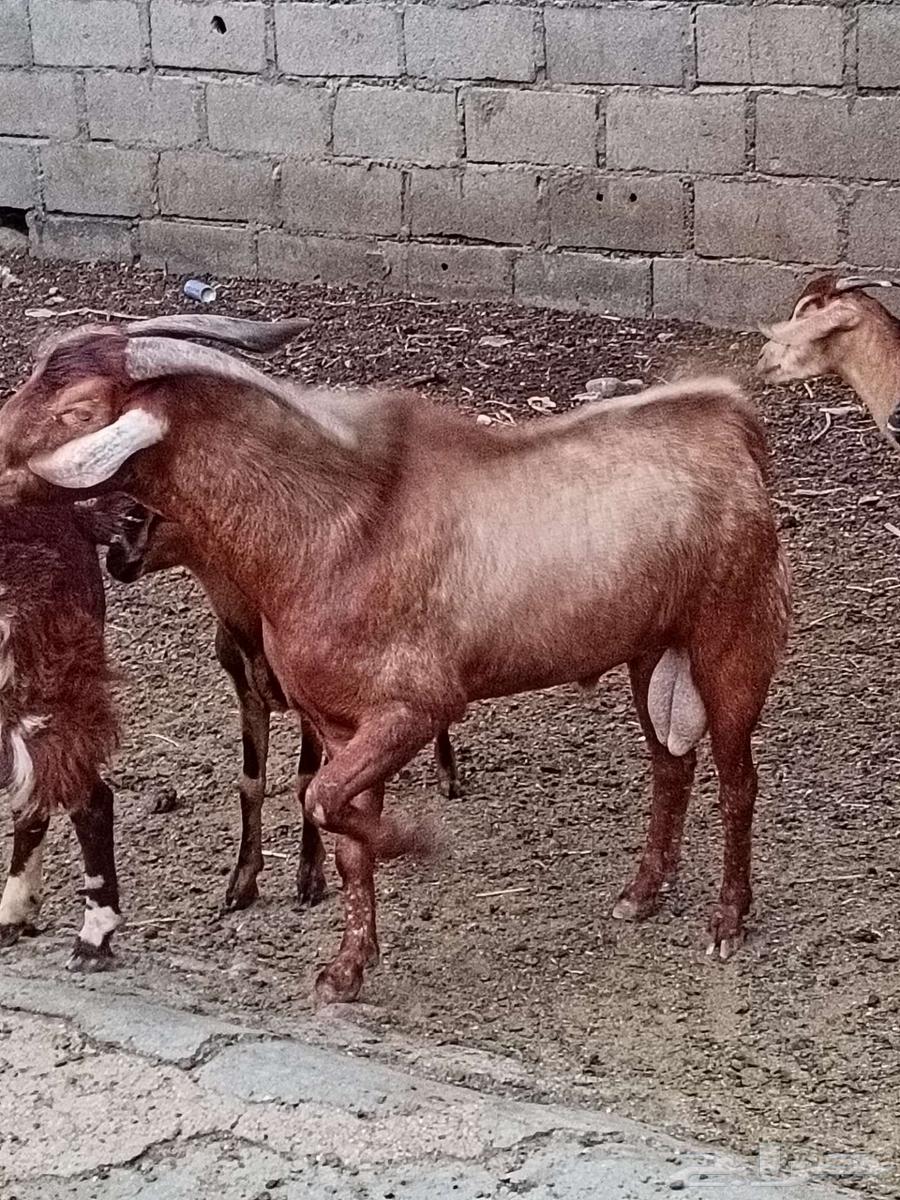 تيس جنوبي فحل فاخر64481477574529111