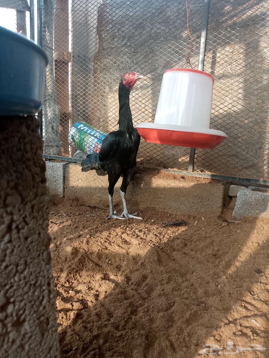 سنديه فااخره ومستواها طيب64481403102593110