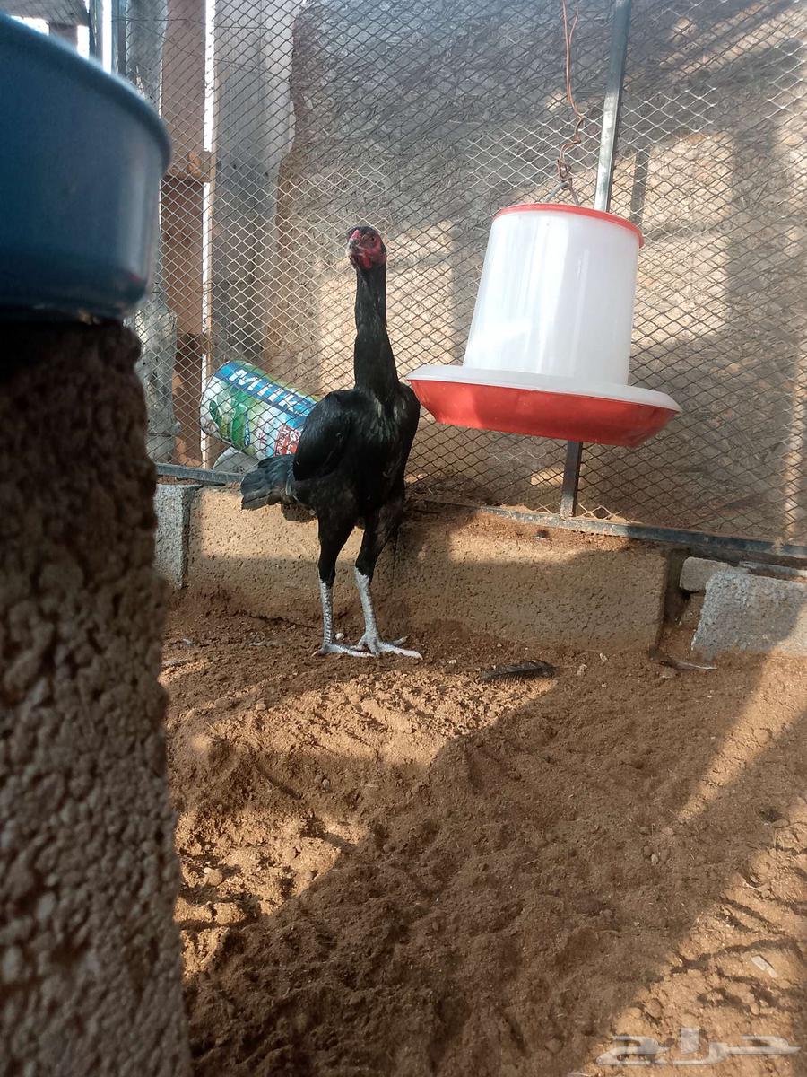 سنديه فااخره ومستواها طيب64481403102593111