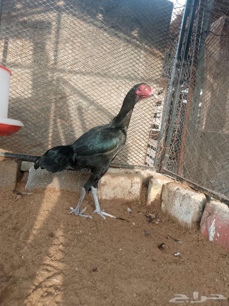 سنديه فااخره ومستواها طيب64481403102593112