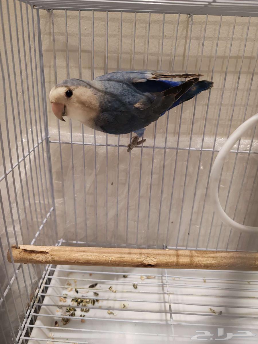 روز للبيع مع القفص64481599414659113