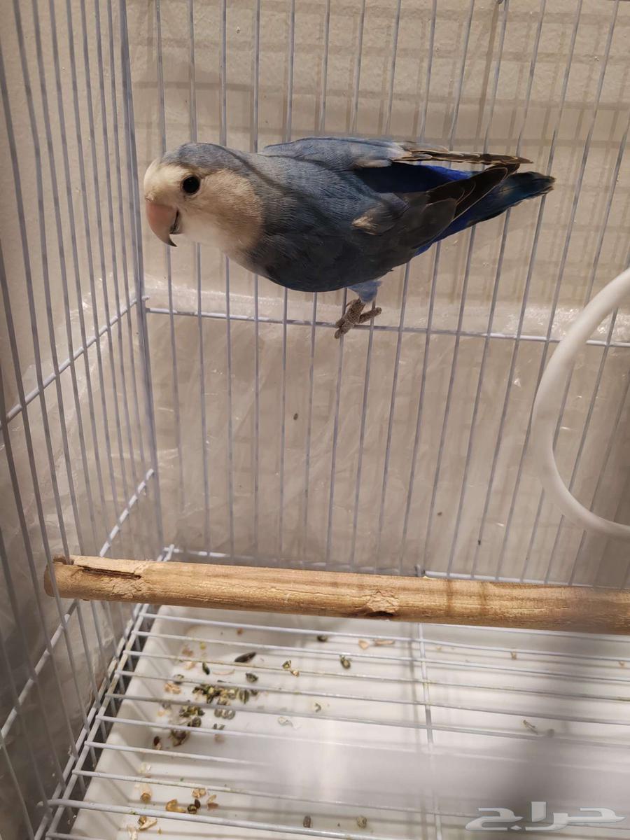 روز للبيع مع القفص64481599414659112
