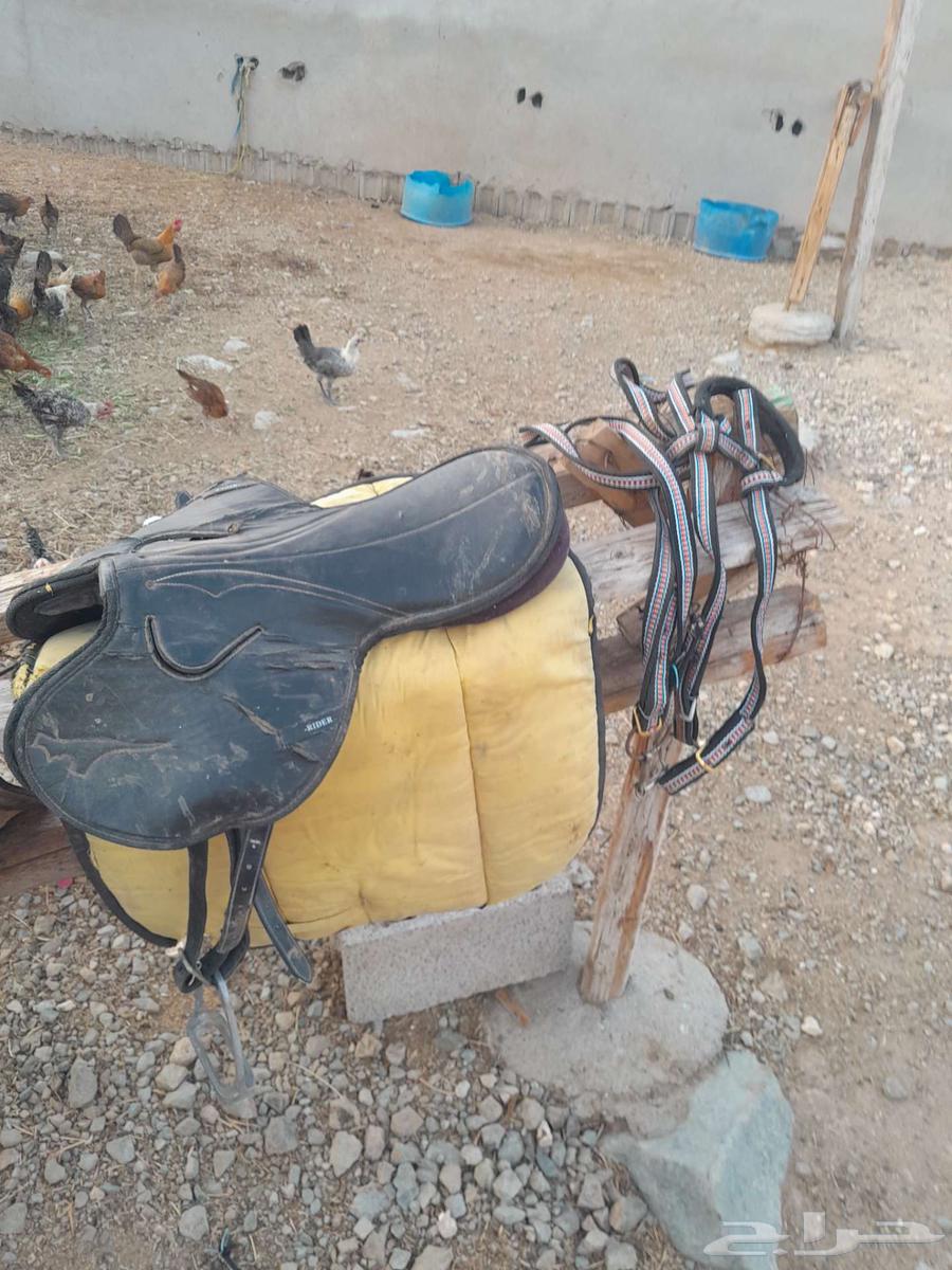 للبيع عدد 2 سروج كامل مع ركابات64482172835075111