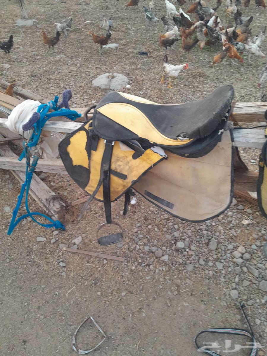 للبيع عدد 2 سروج كامل مع ركابات64482172835075110