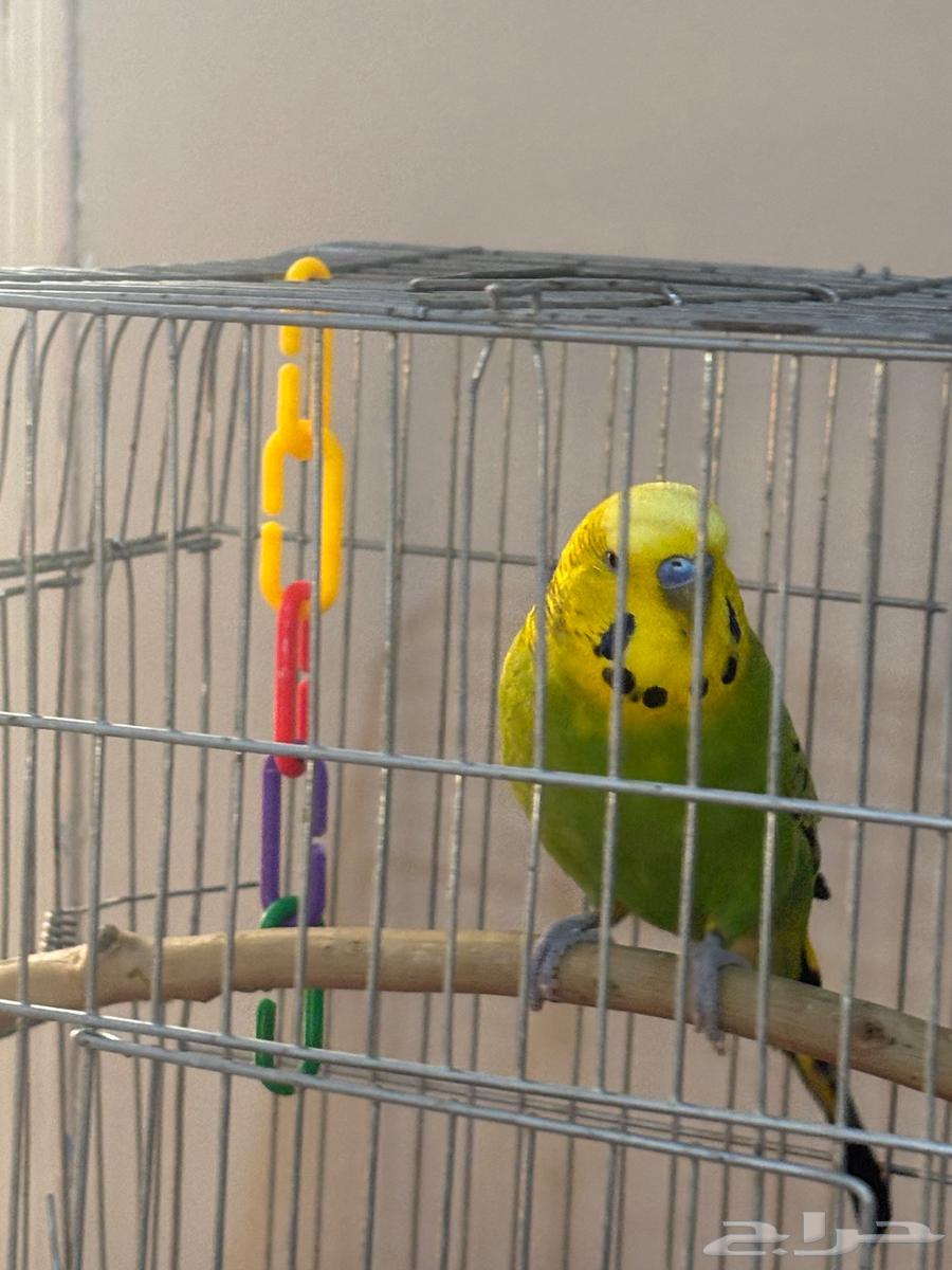 بادجي ذكر جاهز للتزاوج للبيع64482227281921111