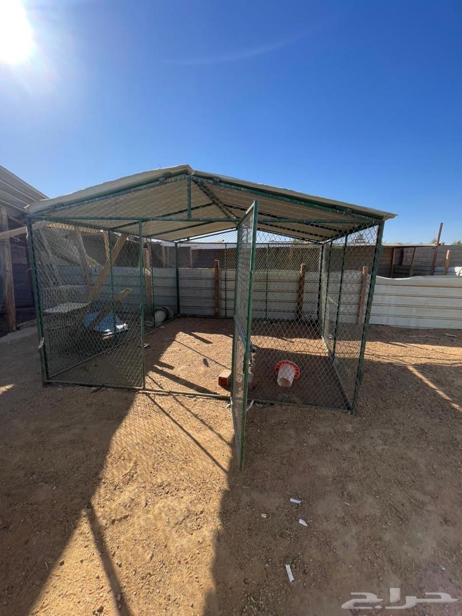 Manual incubator64482363193475110