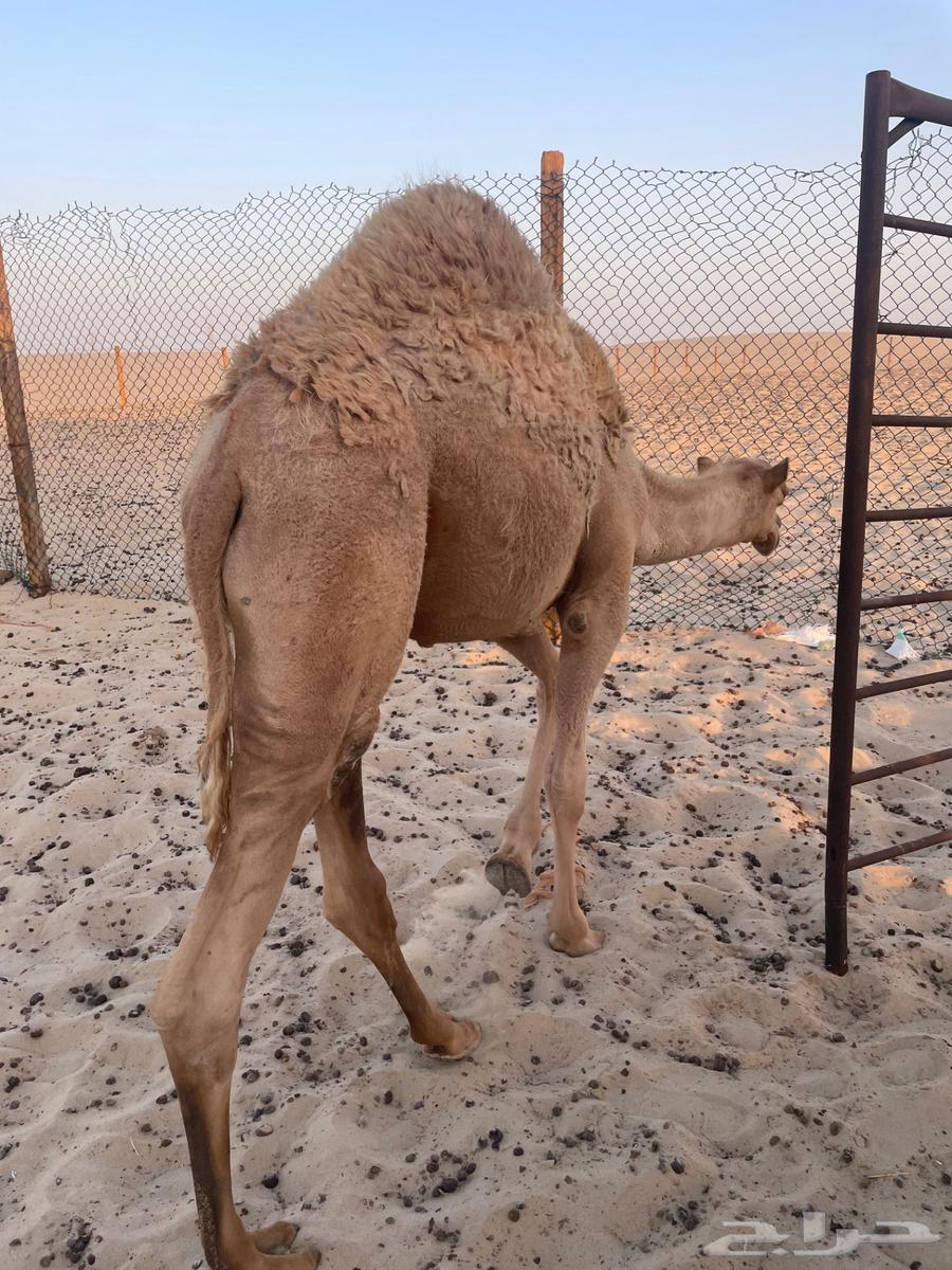 حاشي للبيع64482498595587111