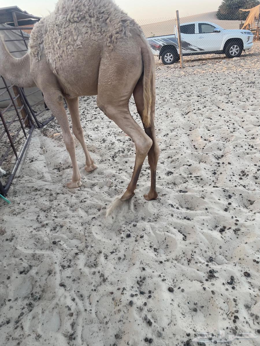 حاشي للبيع64482498595587112