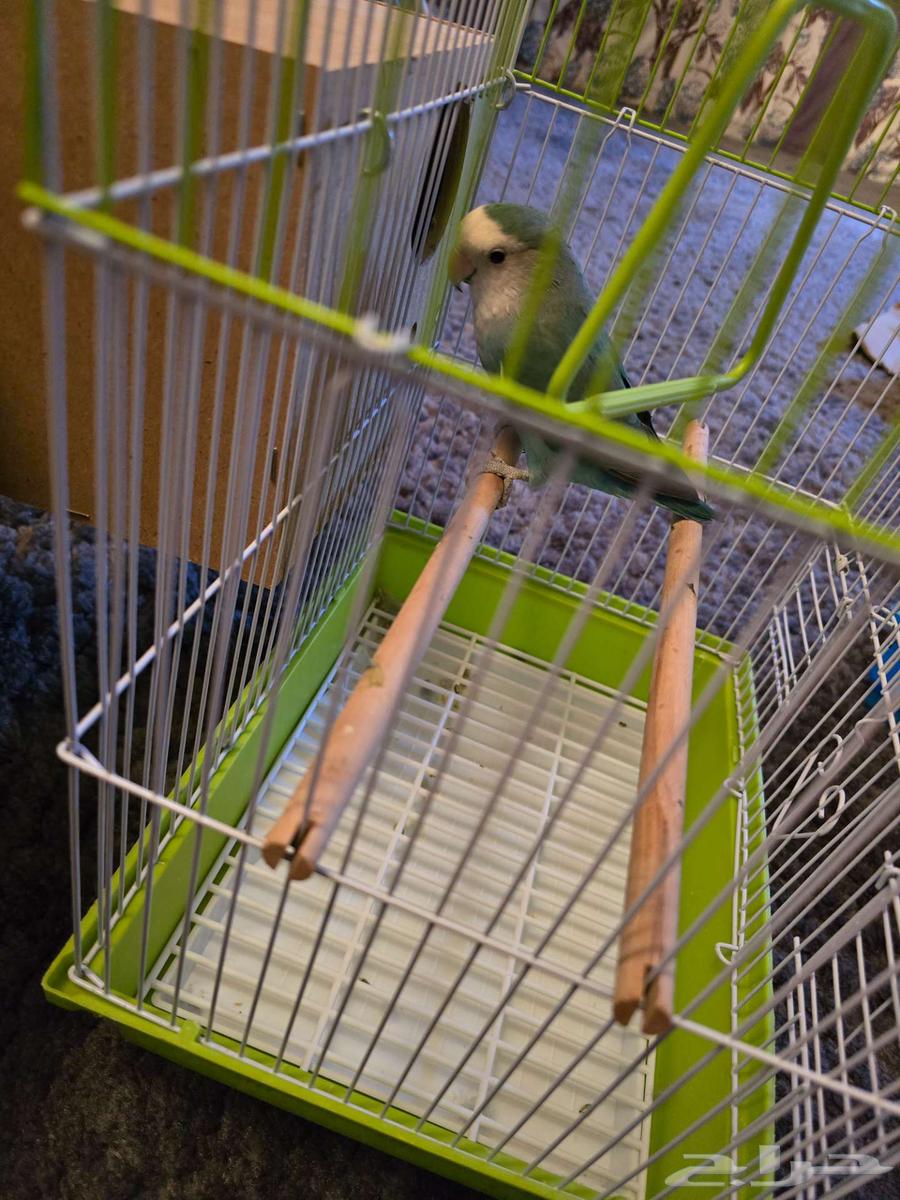 طير روز للبيع64483232548227110