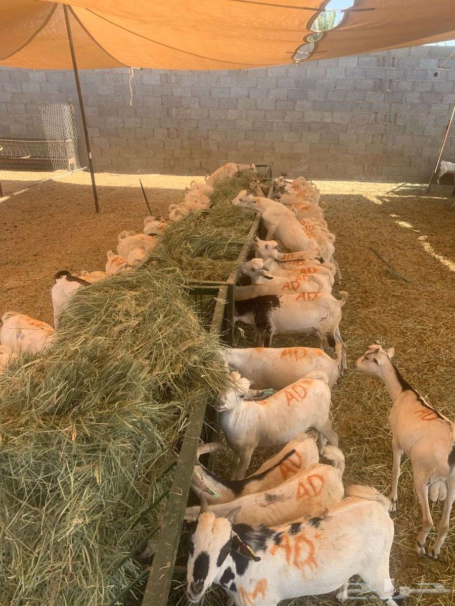 تيوس صوماليه جذعان للبيع فرصة لتجار الجملة وأصحاب الحلال64483301325441110