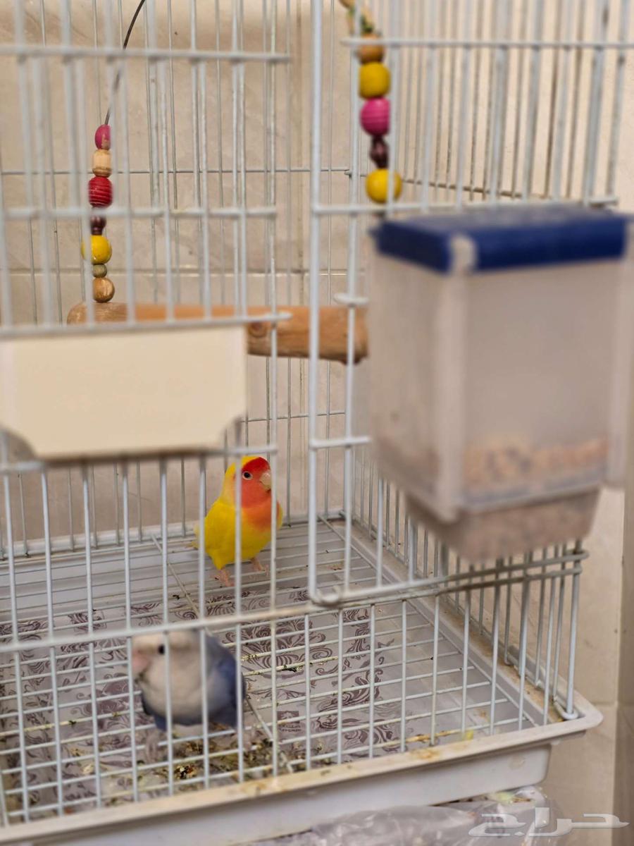طيور روز ألي فه السعر 500 الاثنين معه القفص64483743568770110