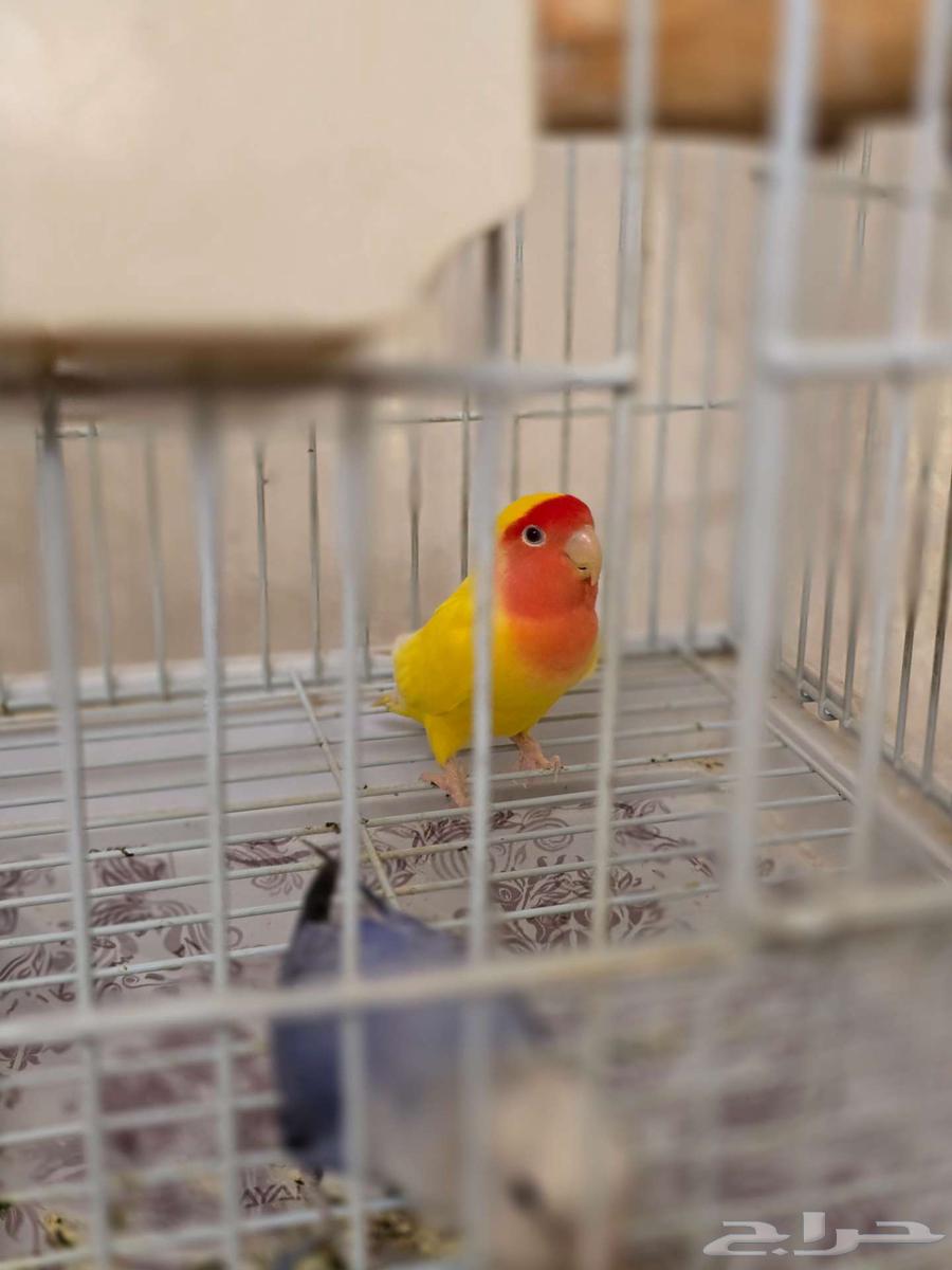 طيور روز ألي فه السعر 500 الاثنين معه القفص64483743568770111
