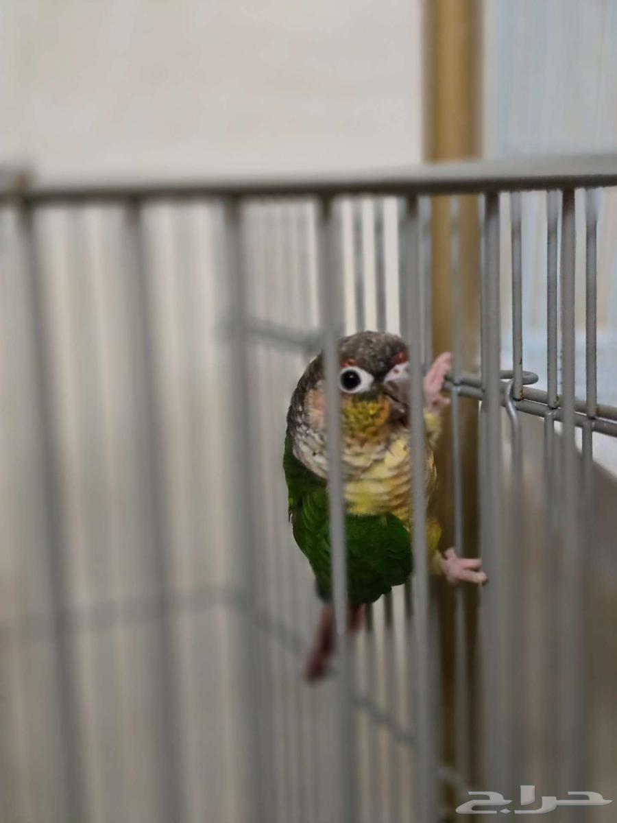 طير ألي ف السعر مع القفص 700 ريال64491509904771110
