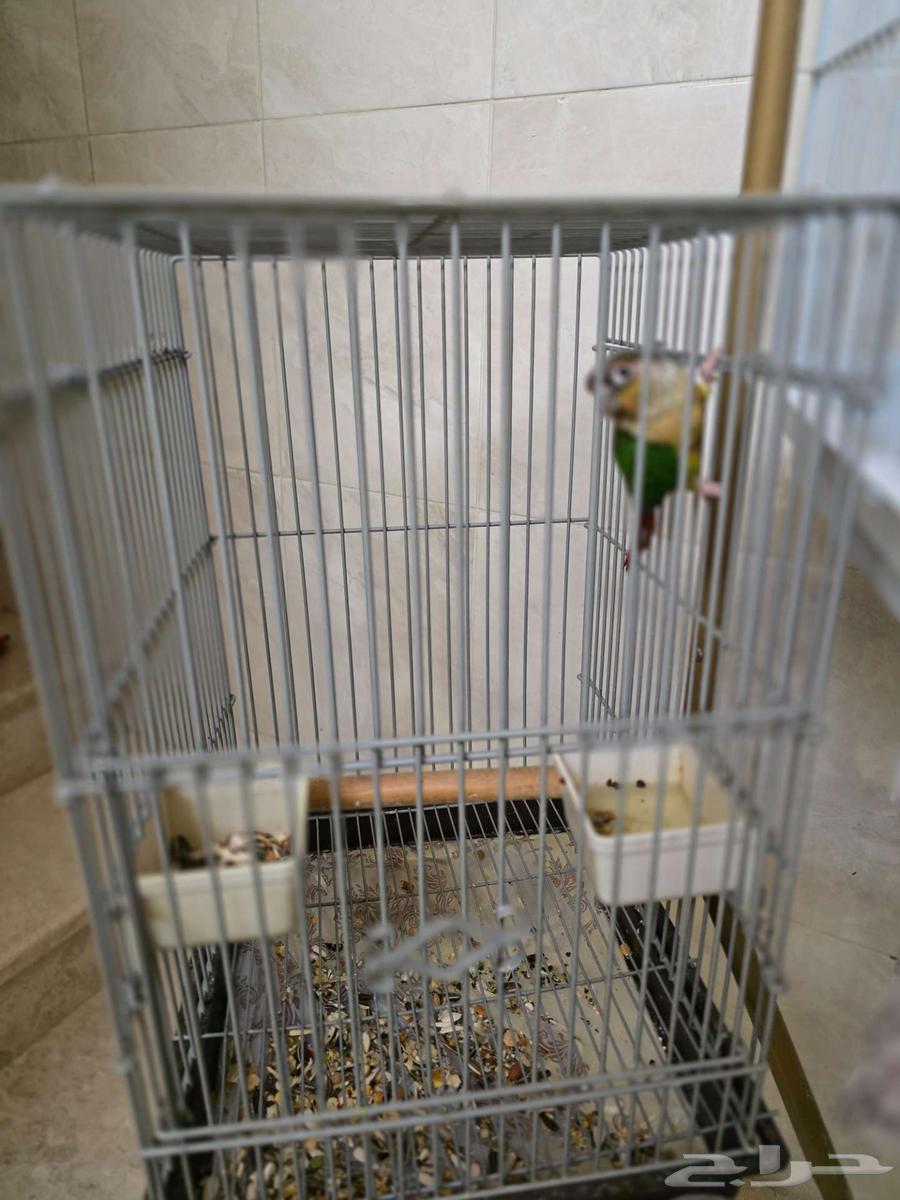 طير ألي ف السعر مع القفص 700 ريال64491509904771111