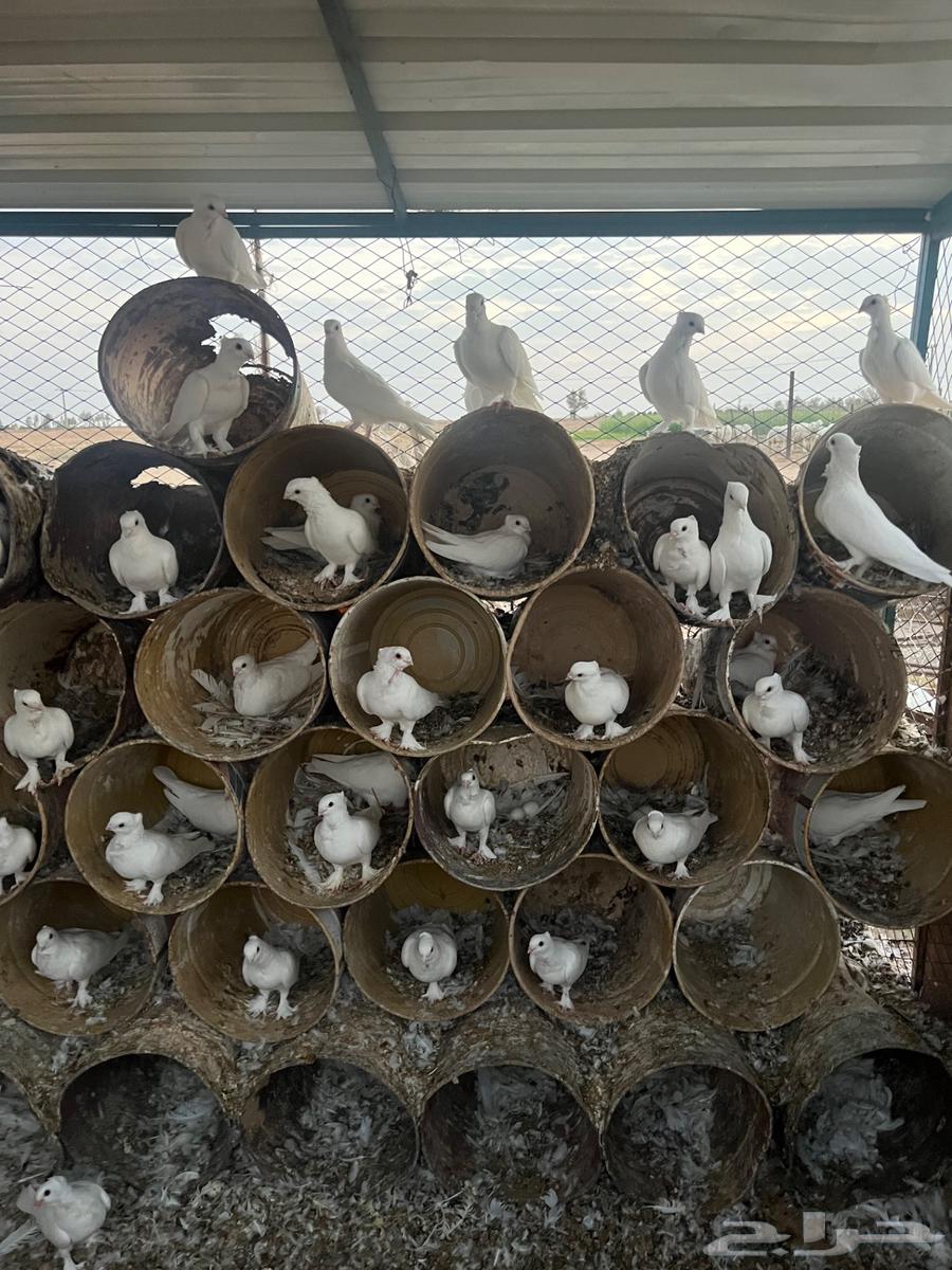 حمام حب رمان (تم البيع الله يبارك لراعيهم)64484005791490111