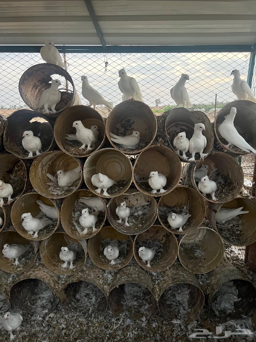 حمام حب رمان (تم البيع الله يبارك لراعيهم)64484005791490110