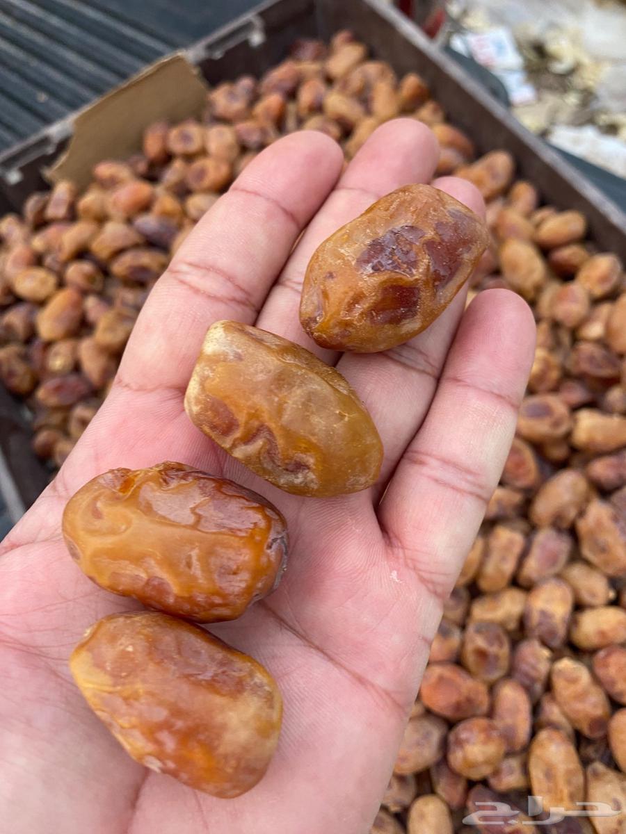 One kilogram of Tamr Tumayd, year 144764484116397057113