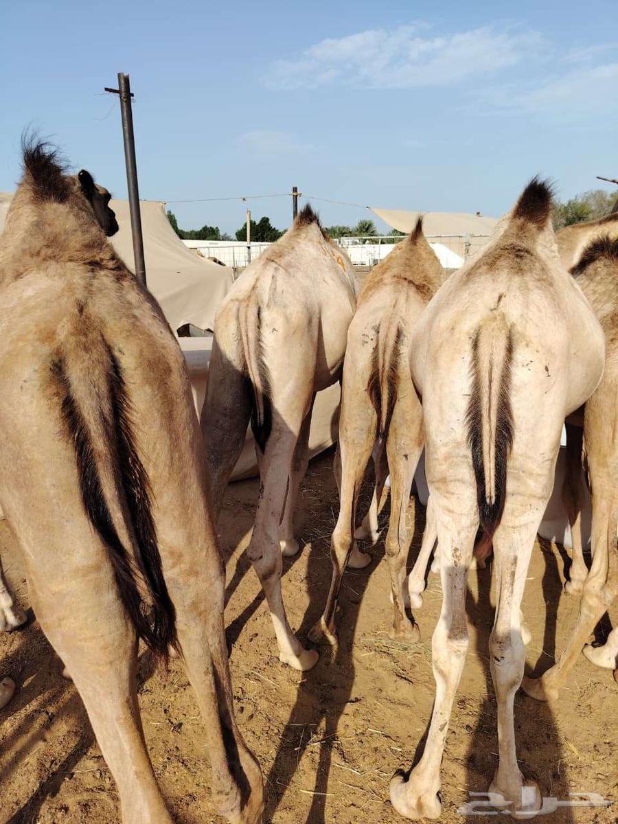 قعدان صوماليه فل شي فاخر يبيض الوجه64486054529281110