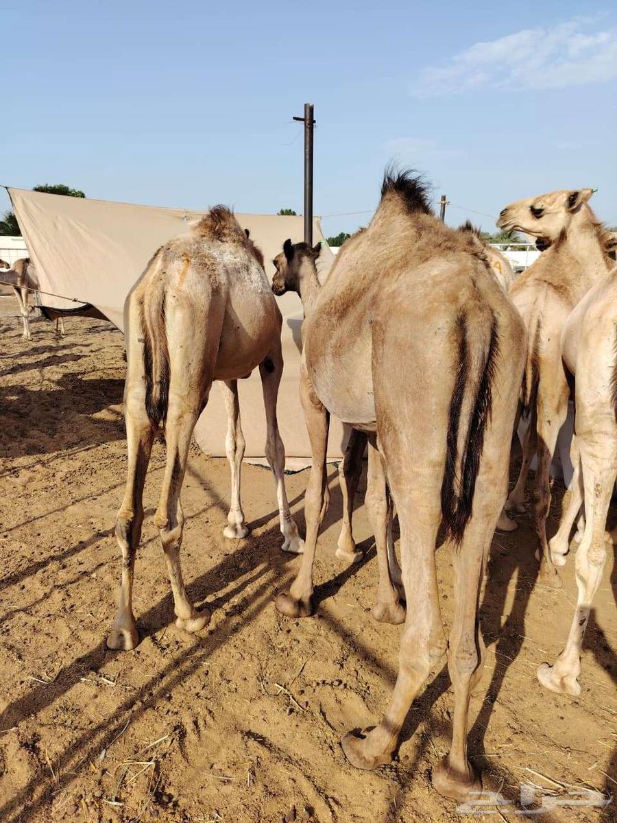 قعدان صوماليه فل شي فاخر يبيض الوجه64486054529281112