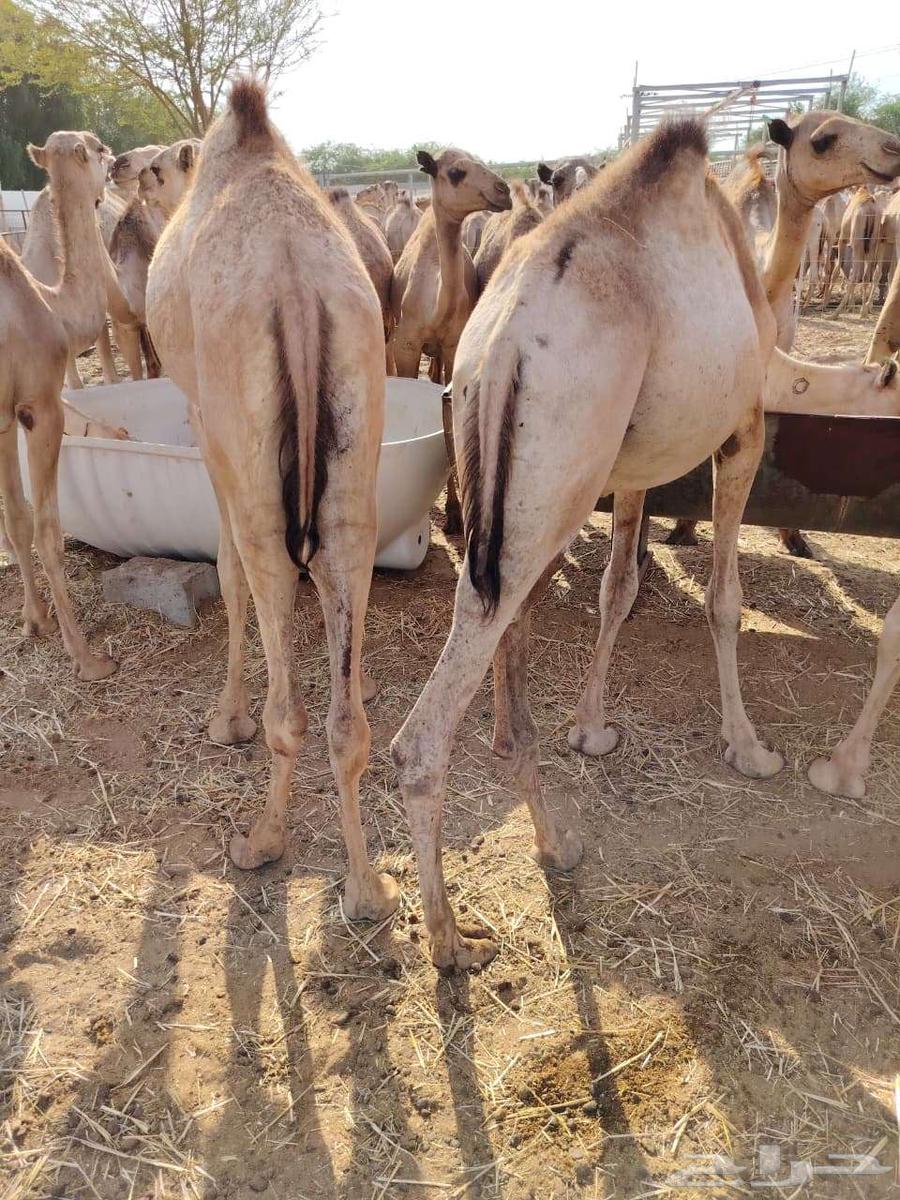 قعدان صوماليه فل شي فاخر يبيض الوجه64486054529281111