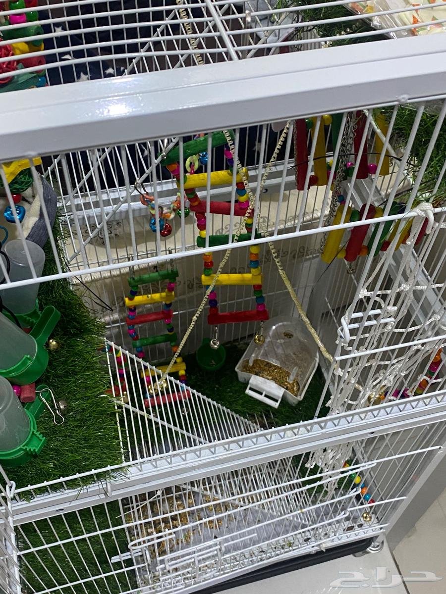 قفص طيور للبيع64487104741377112