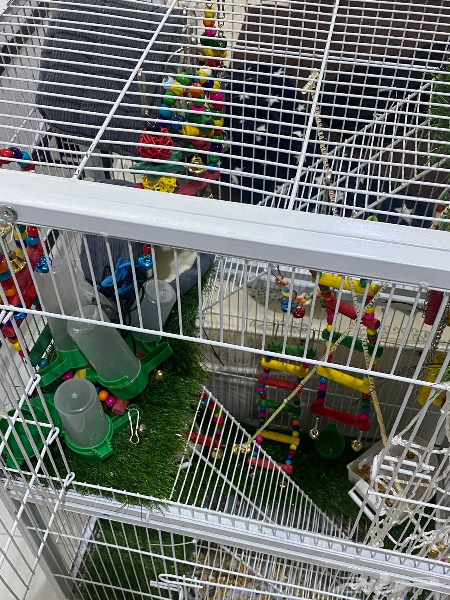 قفص طيور للبيع64487104741377113