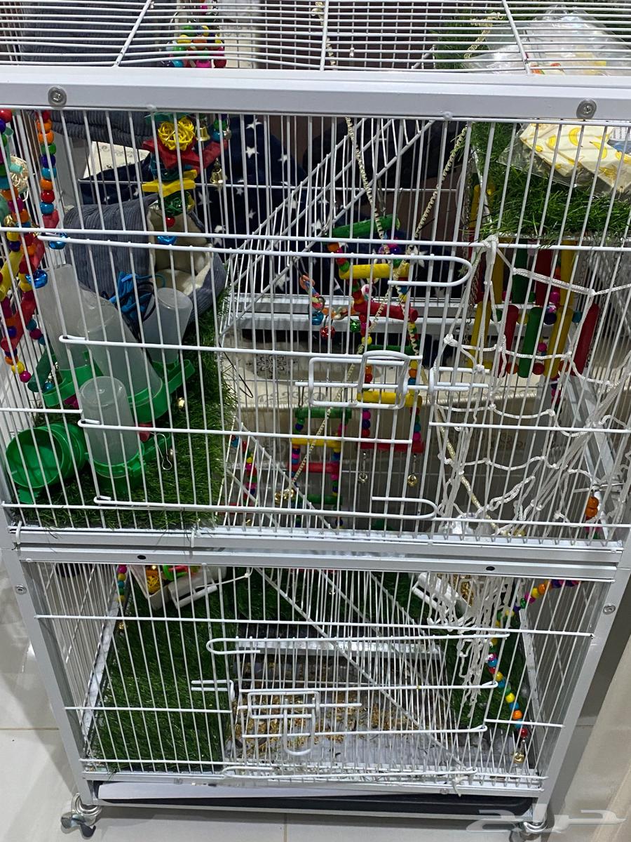 قفص طيور للبيع64487104741377114