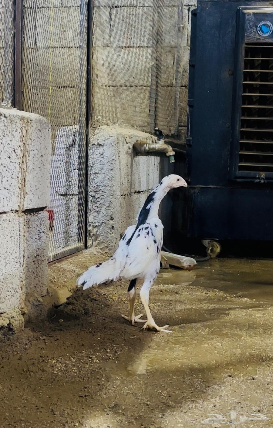 فروخ شامو الماني هزاز ( تم البيع )64480565280770113