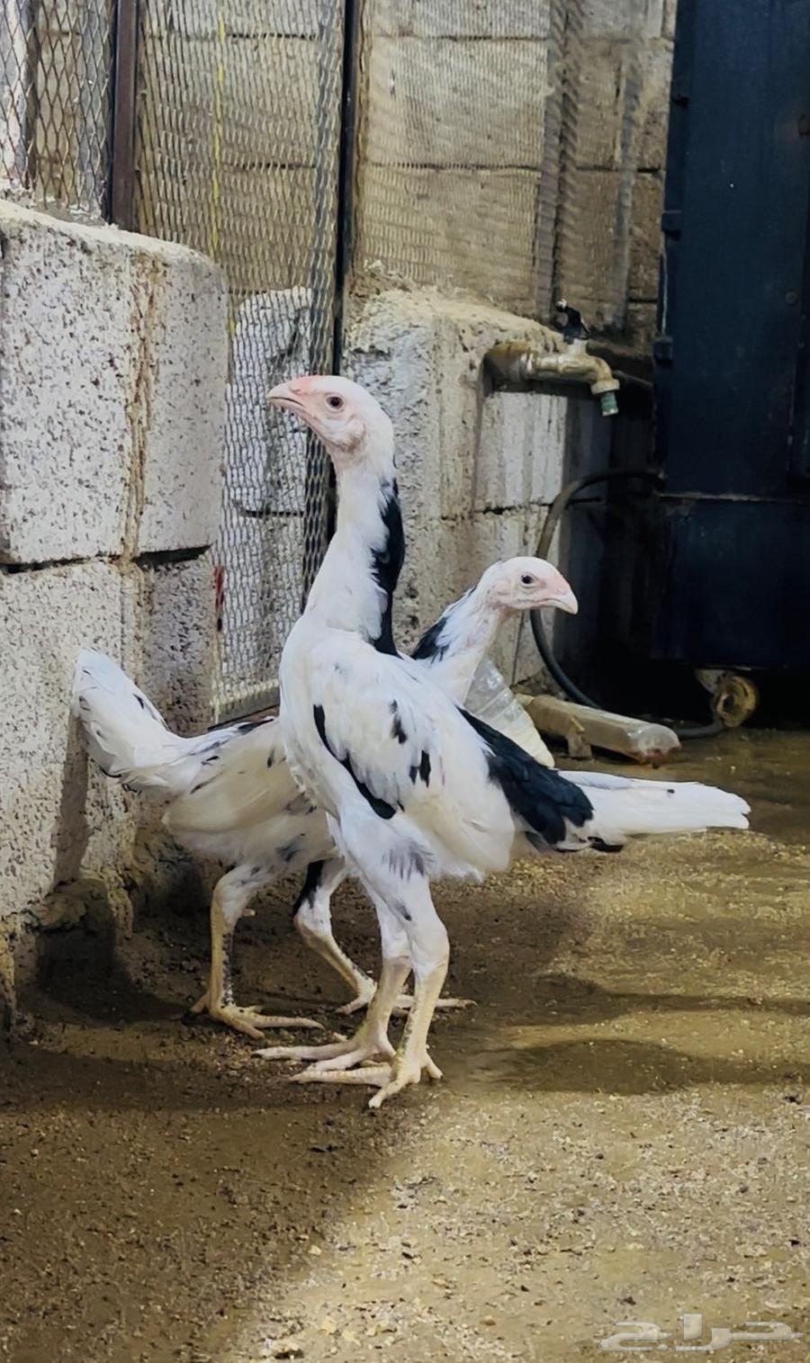 فروخ شامو الماني هزاز ( تم البيع )64480565280770112