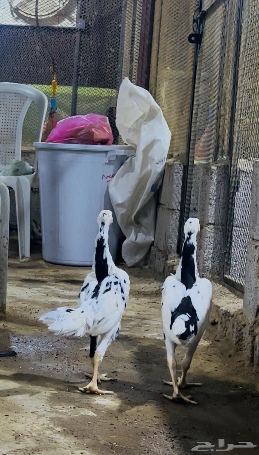 فروخ شامو الماني هزاز ( تم البيع )64480565280770110