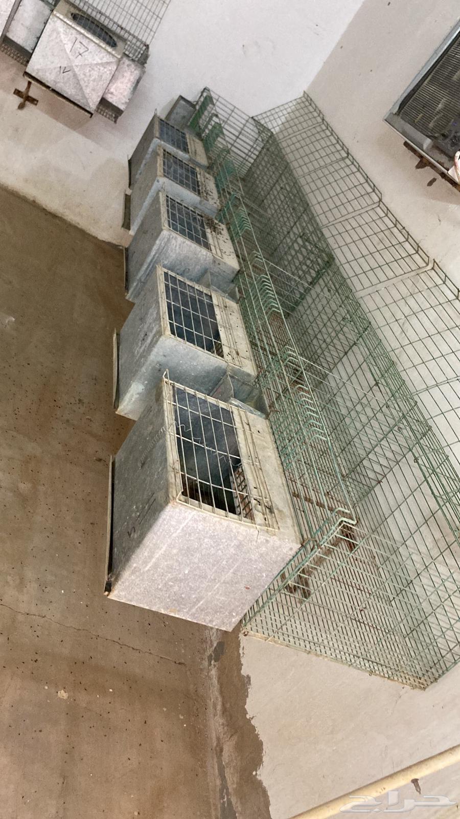 بطاريات أرانب بحالتها64479838065409110